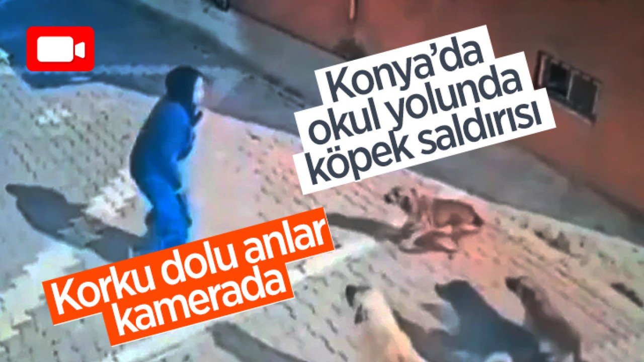 Konya’da okul yolunda köpek saldırısı! Korku dolu anlar kamerada 