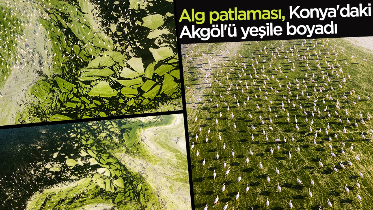 Alg patlaması, Konya’daki Akgöl’ü yeşile boyadı