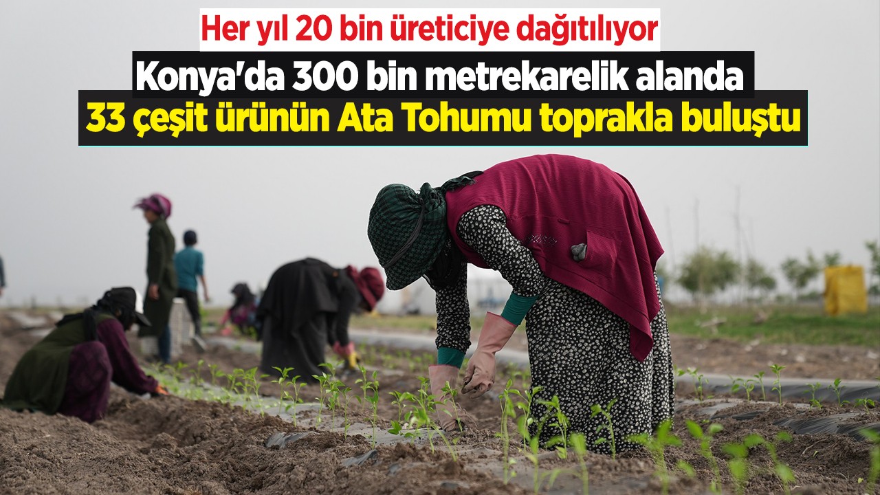 Konya’da 300 bin metrekarelik alanda 33 çeşit ürünün Ata Tohumu toprakla buluştu