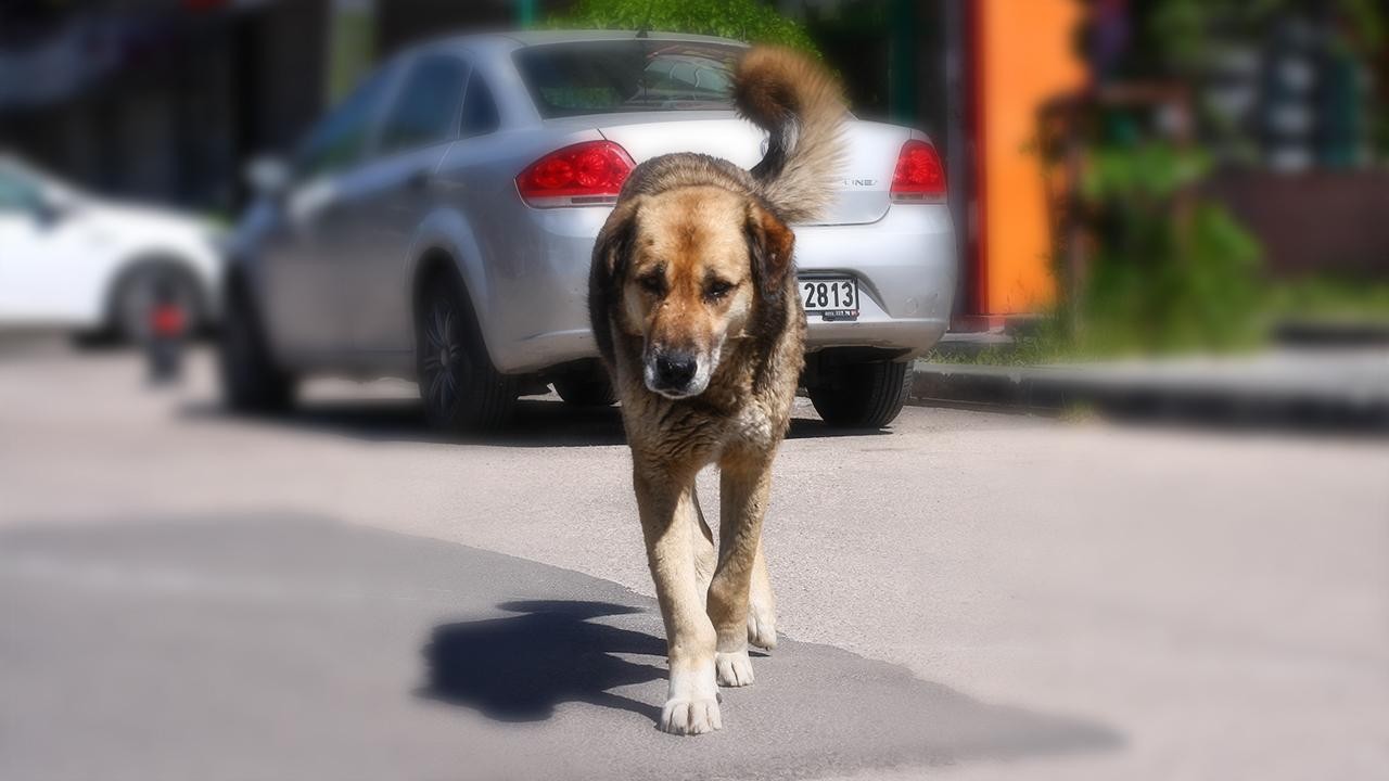 Başıboş sokak köpeklerine ilişkin düzenleme için gözler Meclis’te