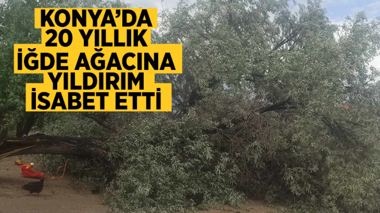 Konya'da 20 yıllık iğde ağacına yıldırım isabet etti