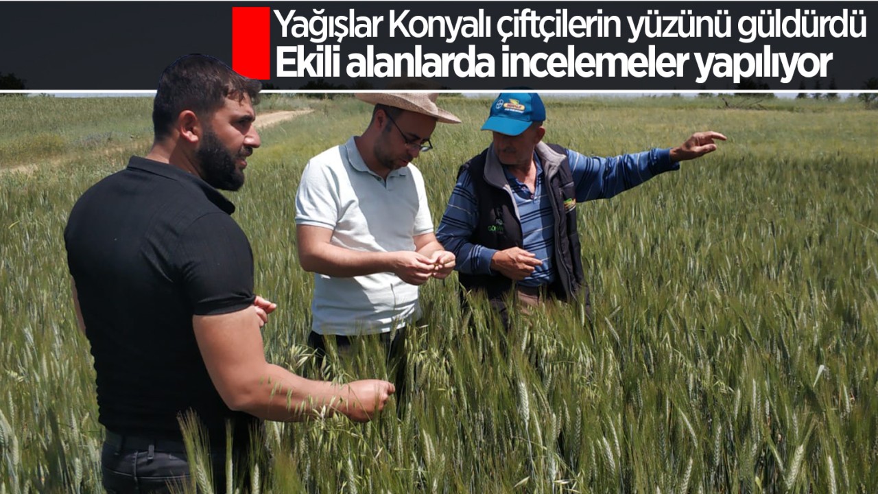 Yağışlar Konyalı çiftçilerin yüzünü güldürdü: Ekili alanlarda incelemeler yapılıyor