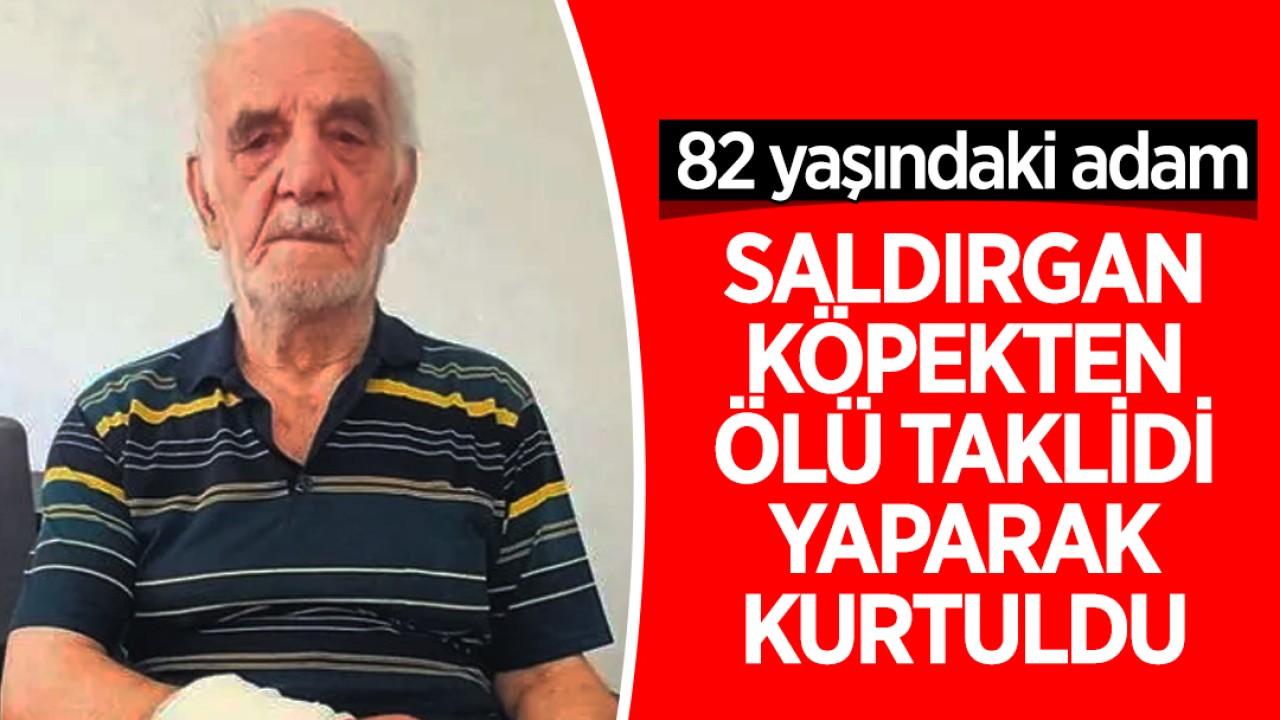 82 yaşındaki adam saldırgan köpekten ölü taklidi yaparak kurtuldu