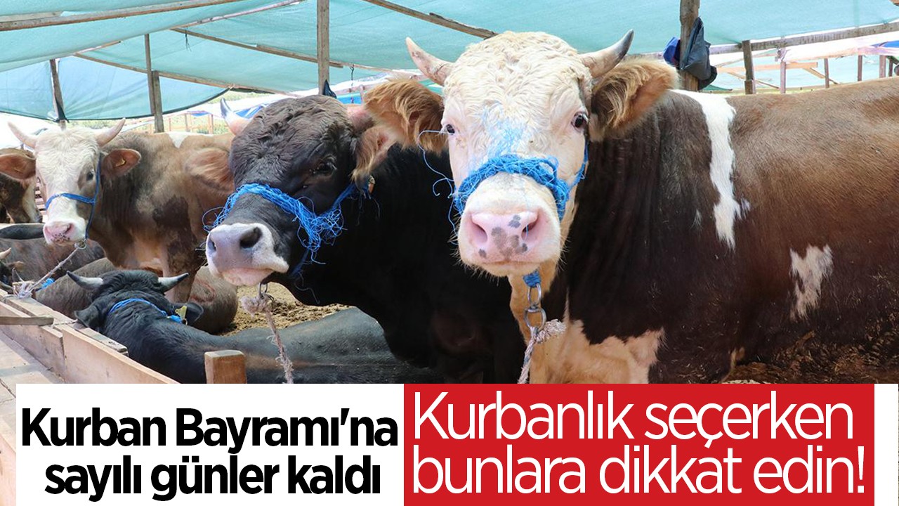 Kurban Bayramı'na sayılı günler kaldı: Kurbanlık seçerken bunlara dikkat edin!