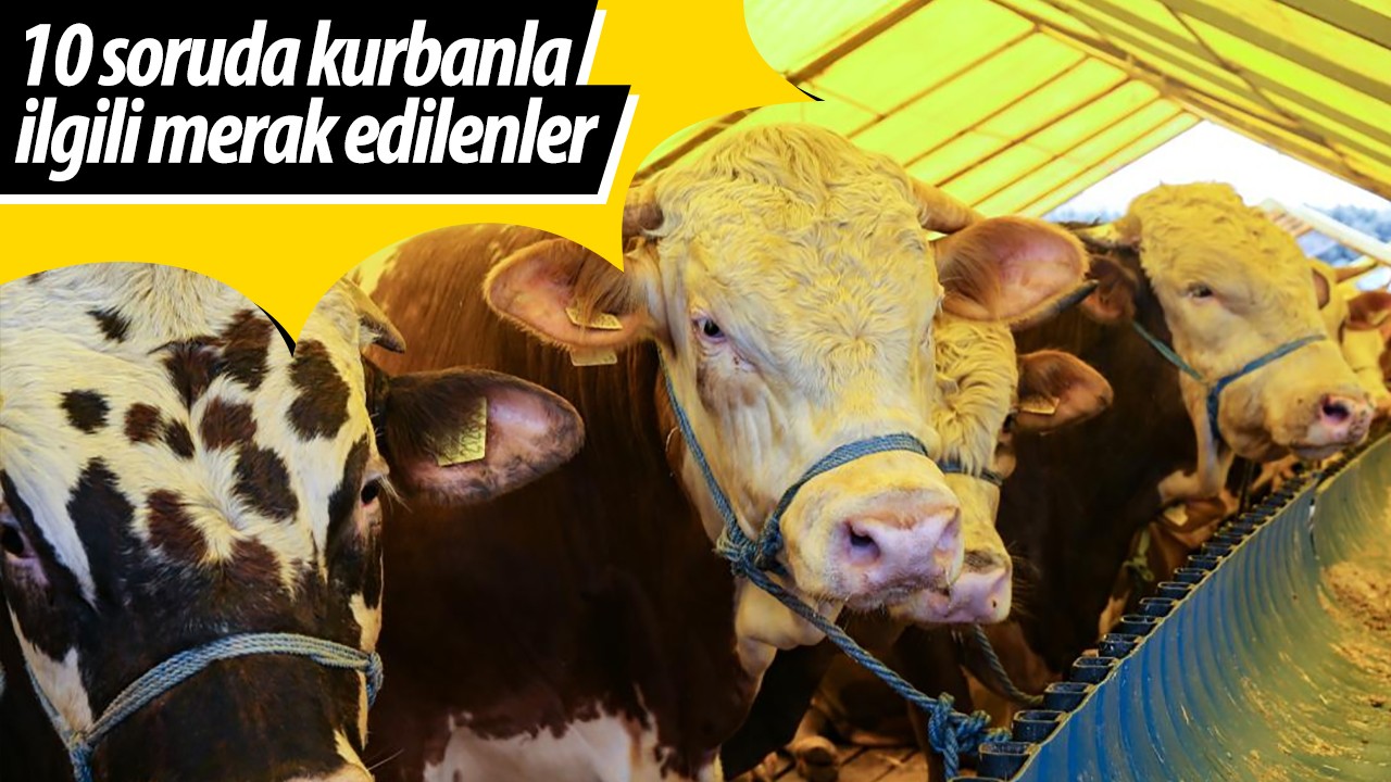 10 soruda kurbanla ilgili merak edilenler