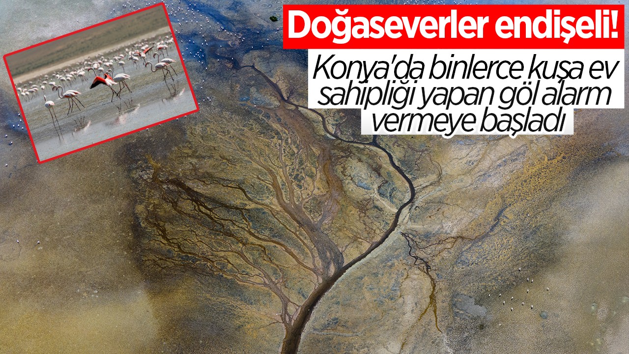 Konya'da binlerce kuşa ev sahipliği yapan göl alarm vermeye başladı: Doğaseverler endişeli!