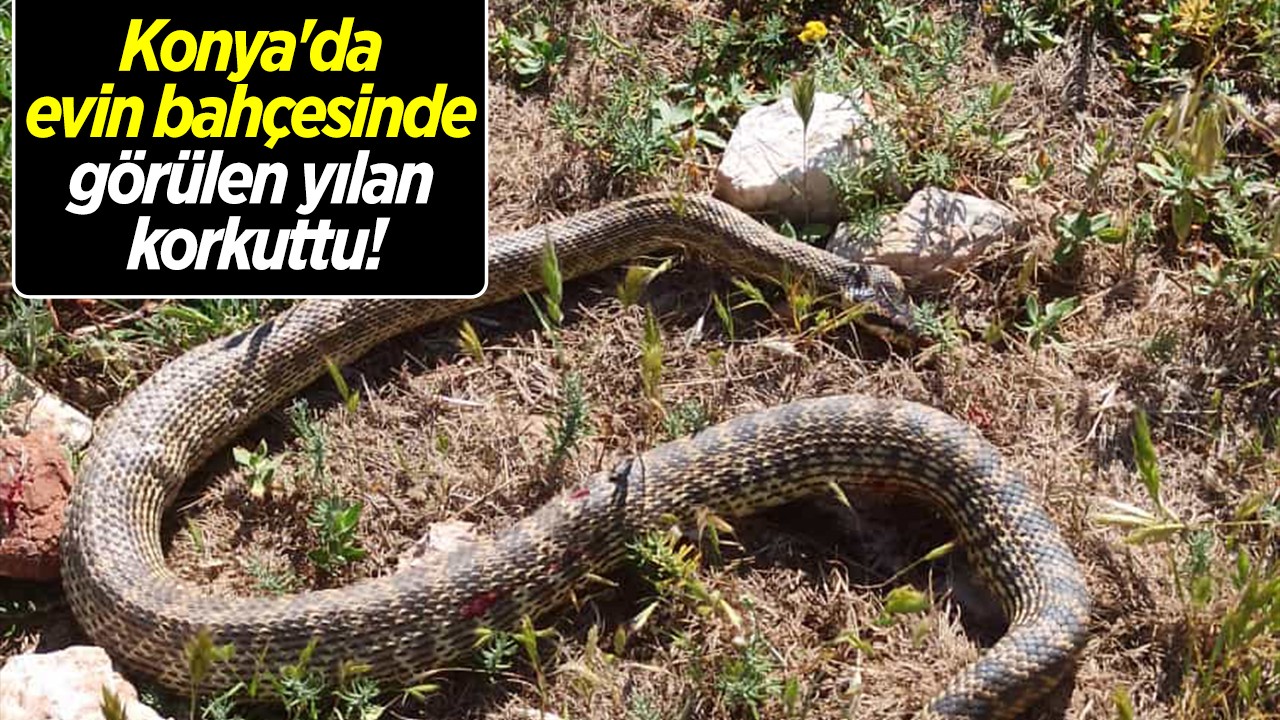 Konya’da evin bahçesinde görülen yılan korkuttu!