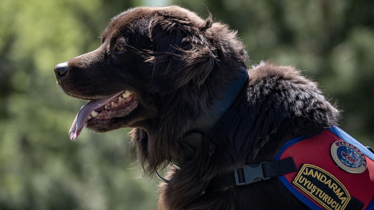 Jandarmanın narkotik dedektör köpekleri düzenli eğitimle her an göreve hazır