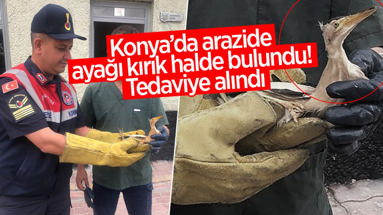 Konya’da arazide ayağı kırık halde bulundu! Tedaviye alındı