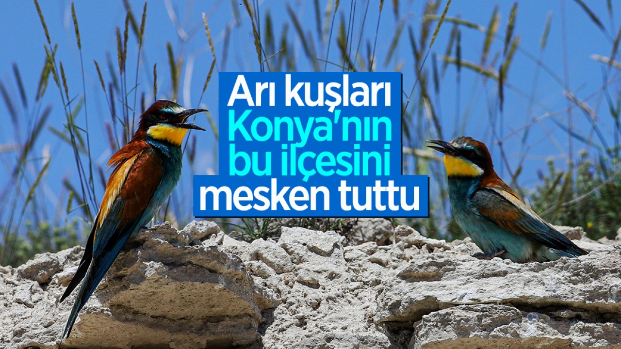 Arı kuşları, Konya'nın bu ilçesini mesken tuttu