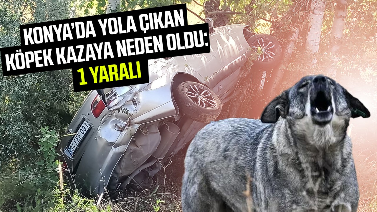 Konya'da yola çıkan köpek kazaya neden oldu: 1 yaralı