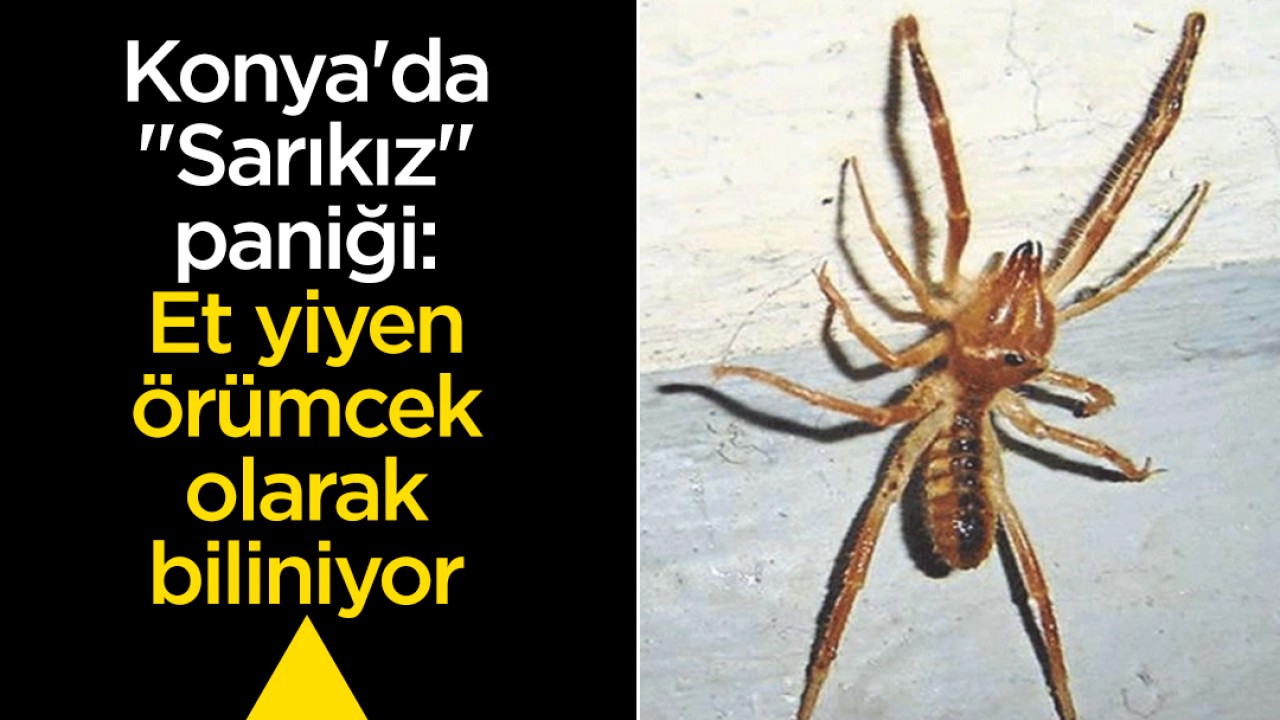 Konya’da “Sarıkız“ paniği: Et yiyen örümcek olarak biliniyor