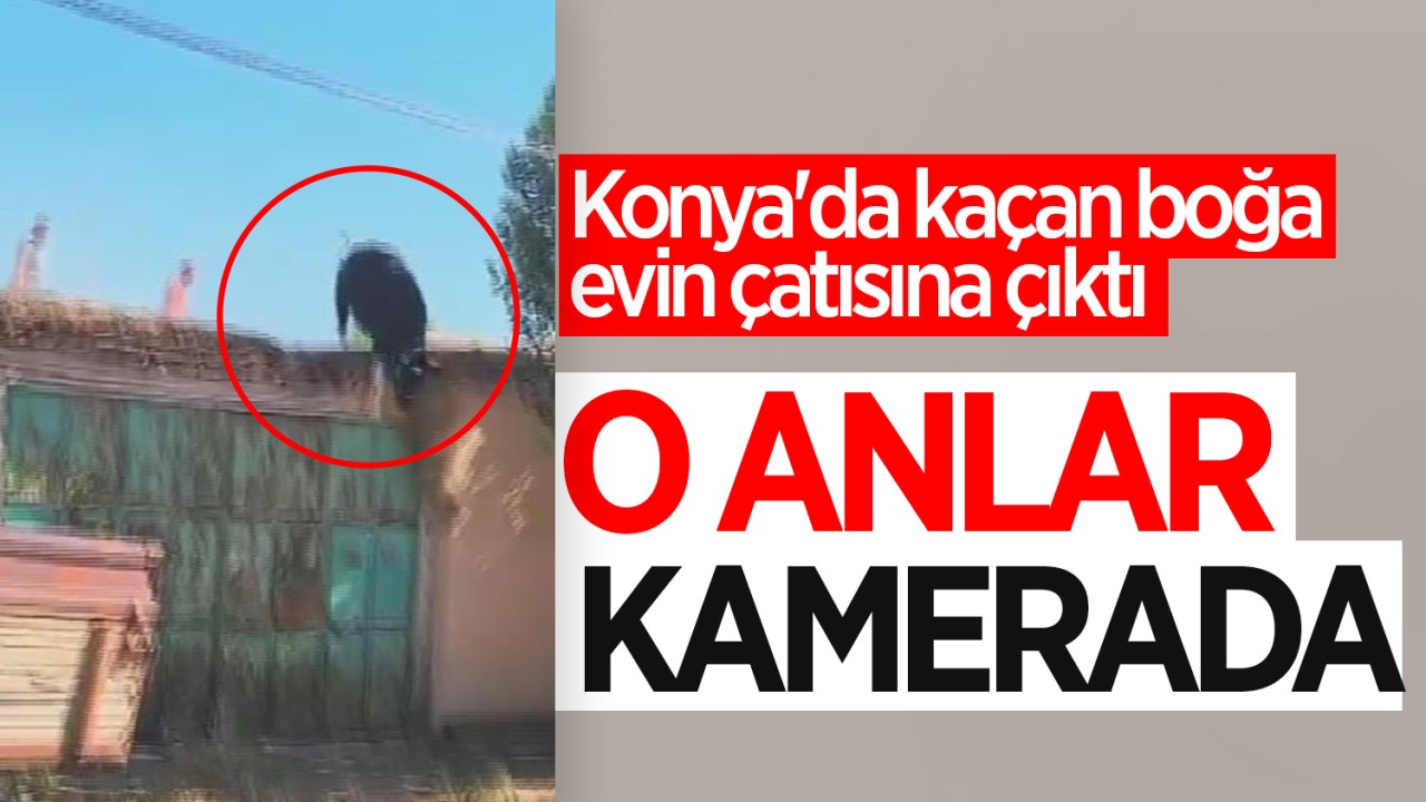 Konya’da kaçan boğa evin çatısına çıktı: O anlar kamerada