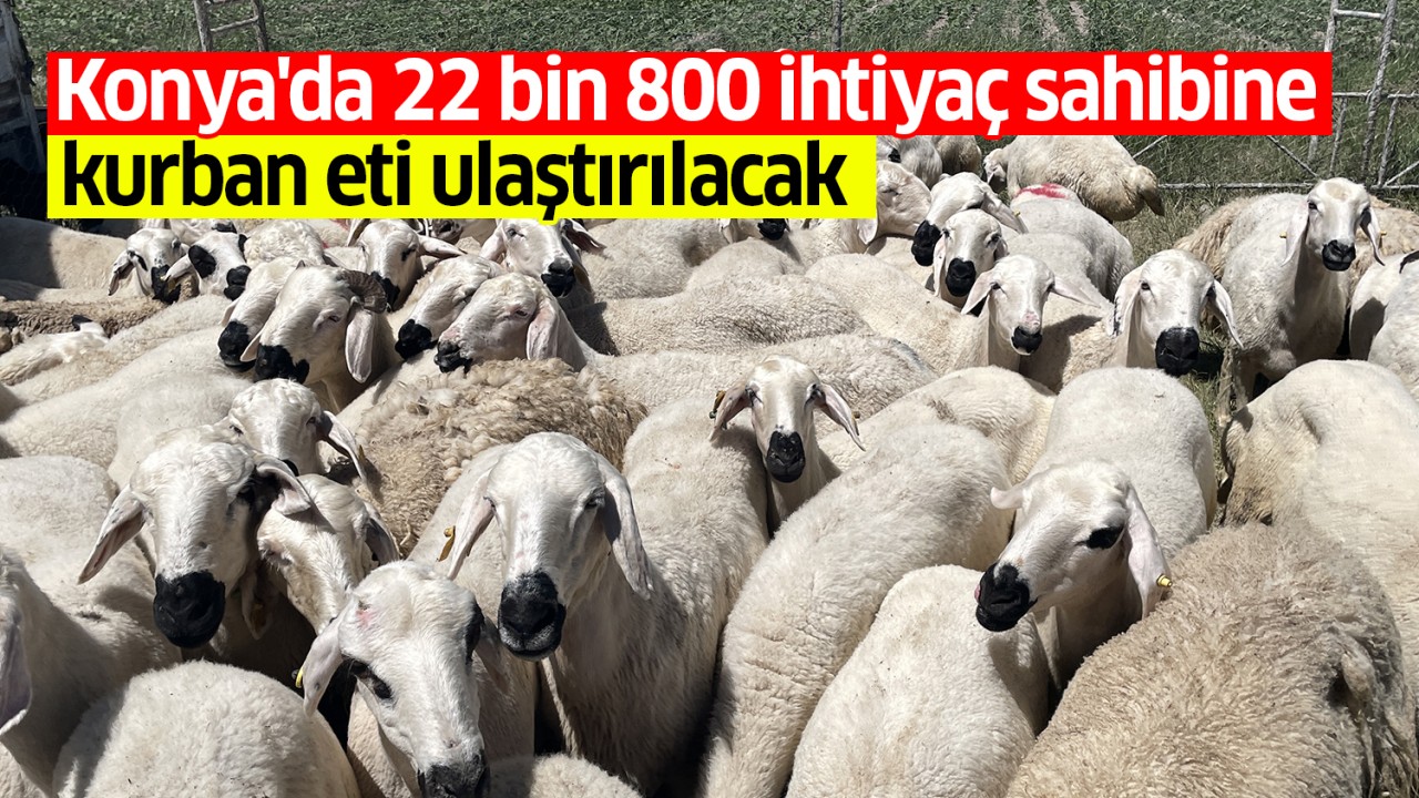 Konya'da  22 bin 800 ihtiyaç sahibine kurban eti ulaştırılacak