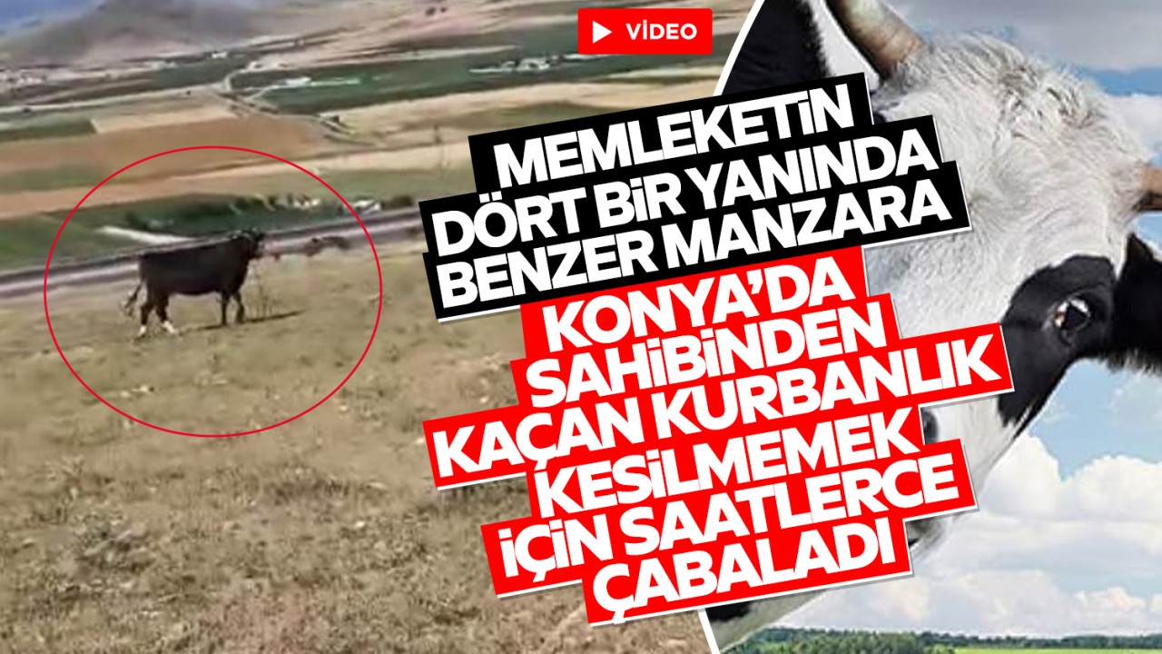 Konya'da sahibinden kaçan kurbanlık kesilmemek için saatlerce çabaladı