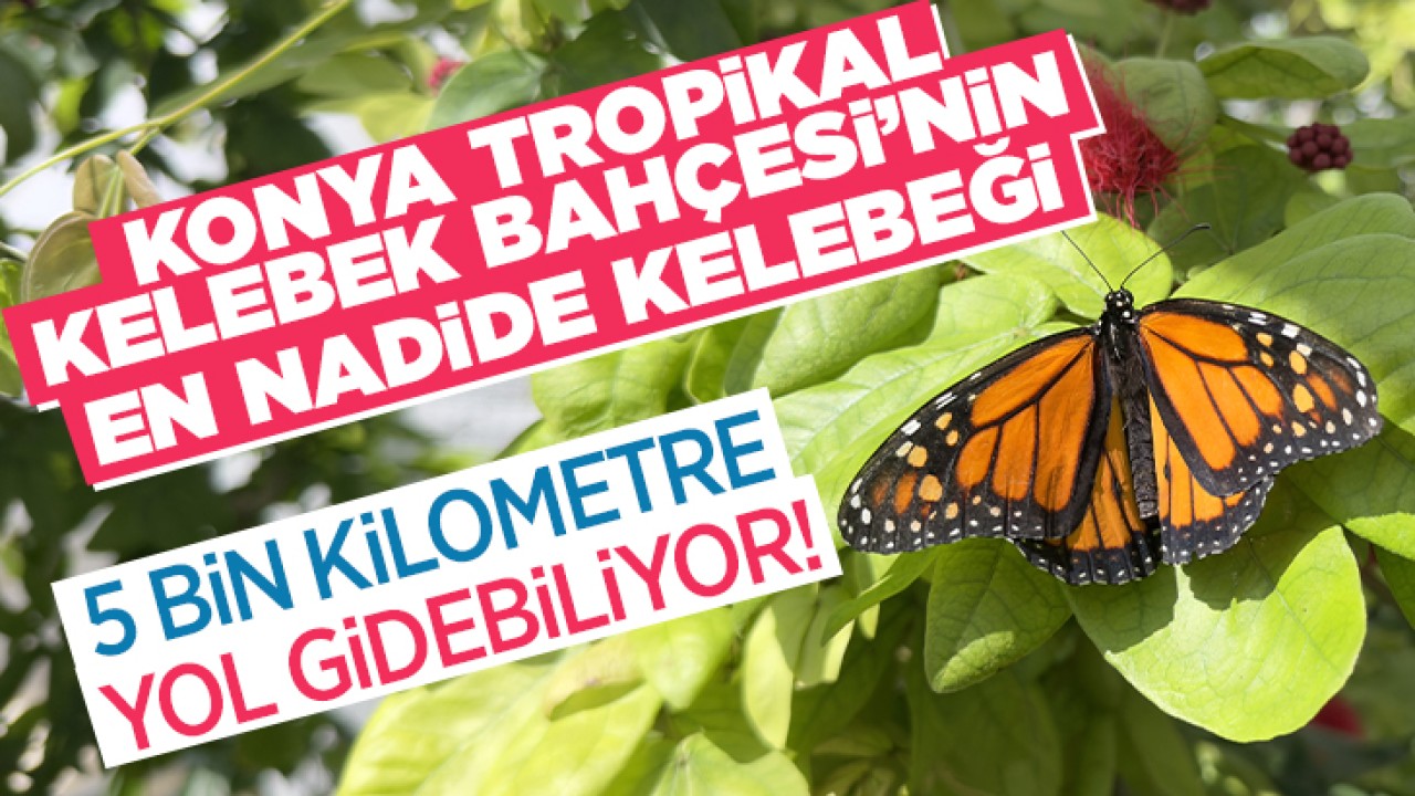 Konya Tropikal Kelebek Bahçesi’nin en nadide kelebeği: 5 bin kilometre yol gidebiliyor!