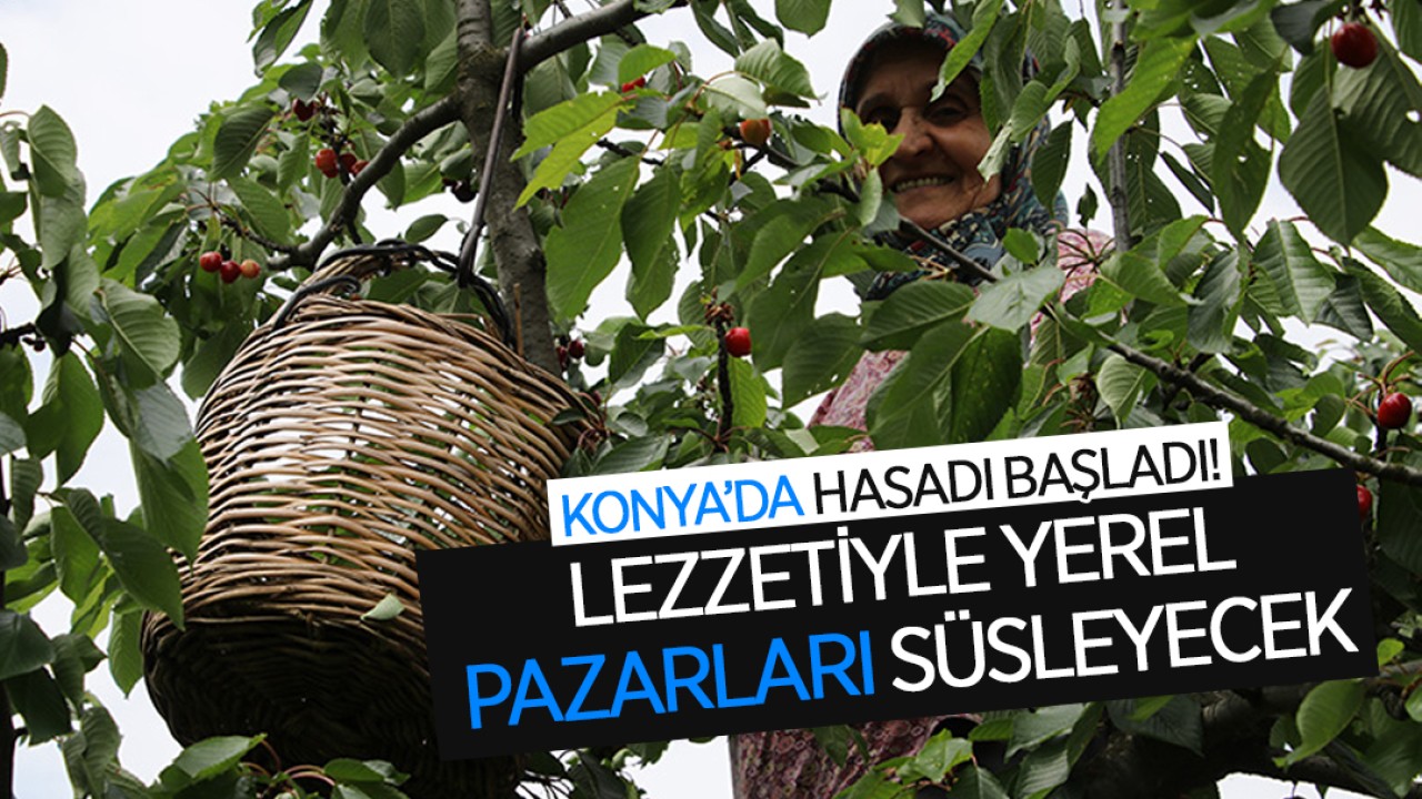 Konya’da hasadı başladı! Lezzetiyle yerel pazarları süsleyecek