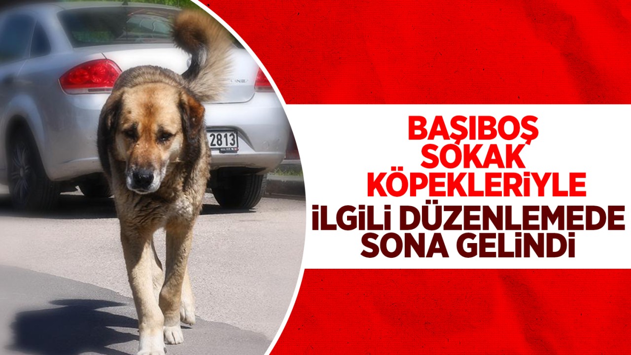 Başıboş sokak köpekleriyle ilgili düzenlemede sona gelindi