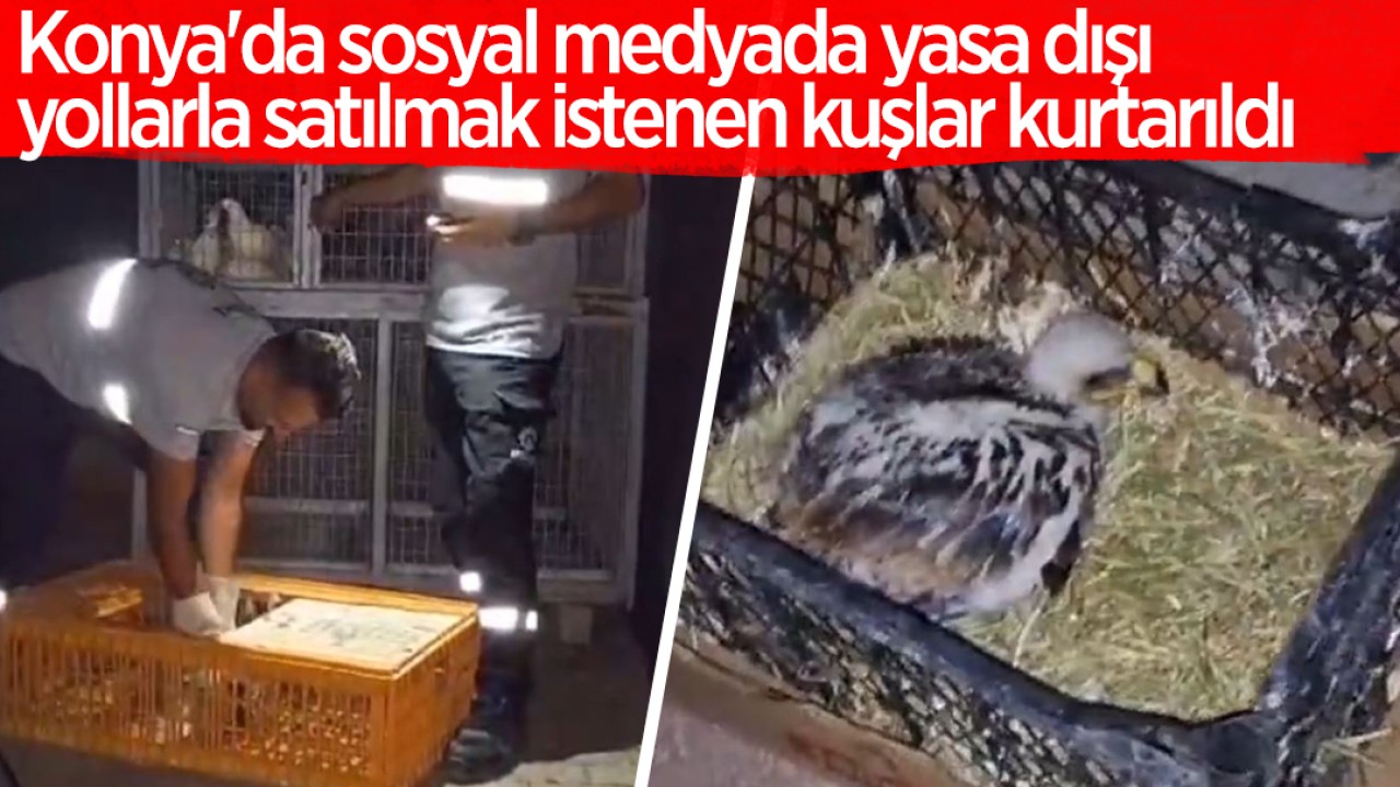 Konya’da sosyal medyada yasa dışı yollarla satılmak istenen kuşlar kurtarıldı