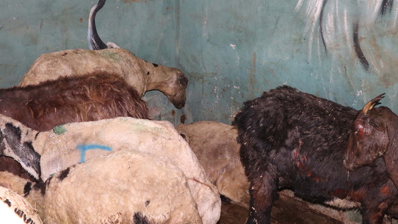 Yangında yaralanan 26 hayvan 'Kurtarılmış Hayvan Çiftliği'nde