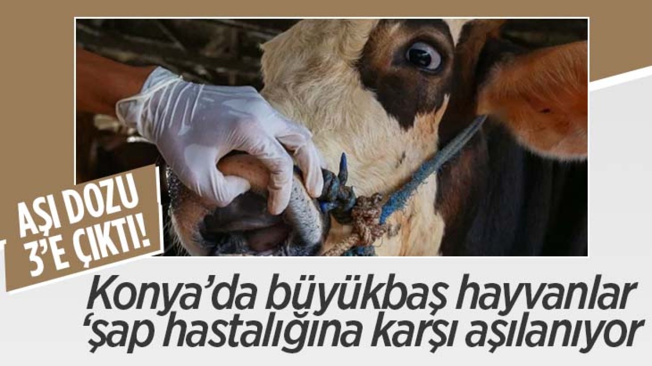 Konya’da büyükbaş hayvanlar ’şap hastalığına’ karşı aşılanıyor