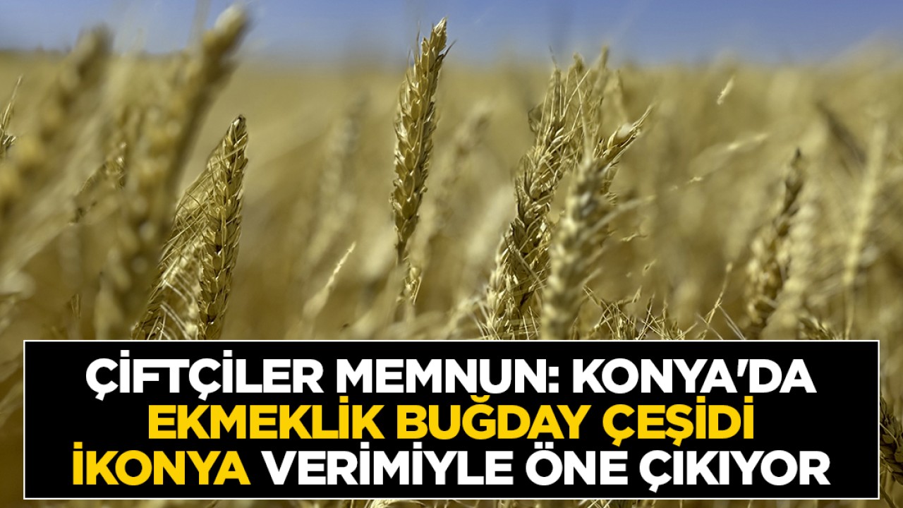 Çiftçiler memnun: Konya’da ekmeklik buğday çeşidi İkonya verimiyle öne çıkıyor