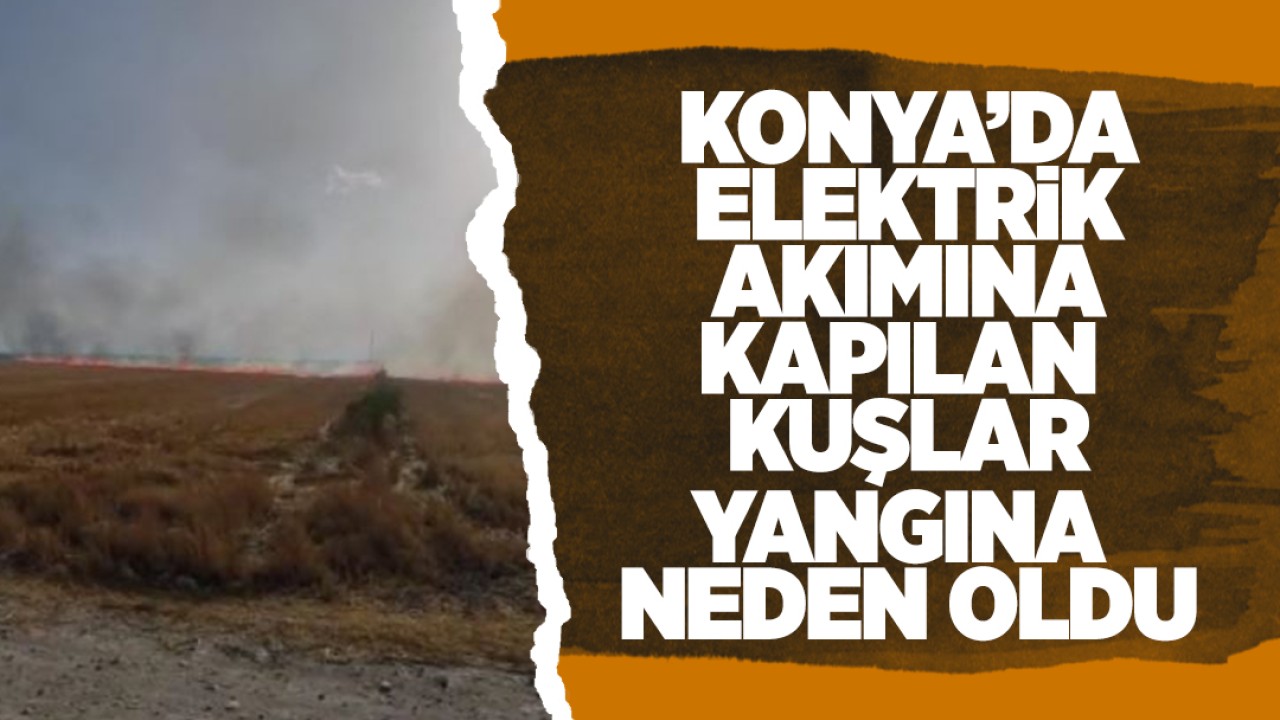 Konya’da elektrik akımına kapılan kuşlar yangına neden oldu