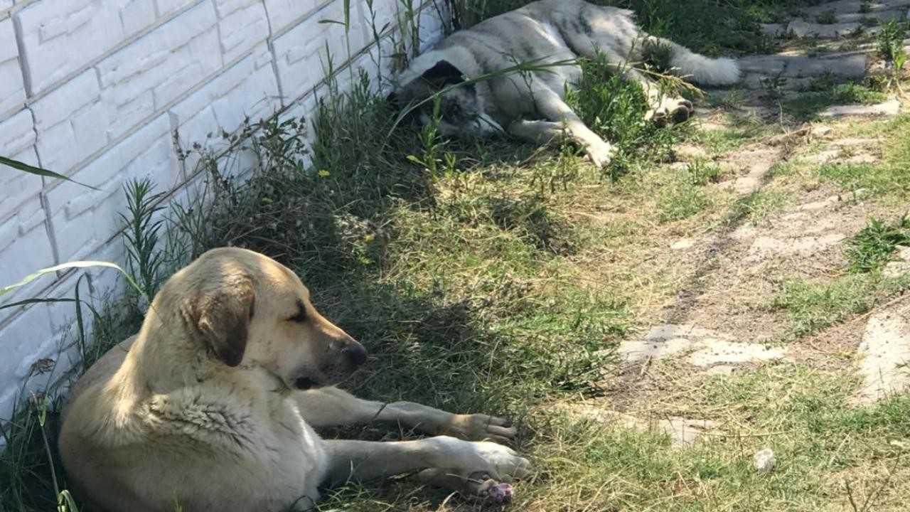 Sıcak havalar köpekleri saldırganlaştırıyor