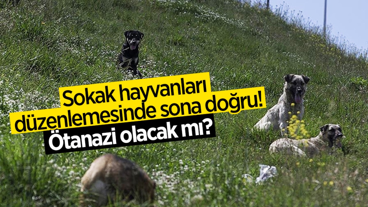 Sokak hayvanları düzenlemesinde sona doğru! Ötanazi olacak mı?