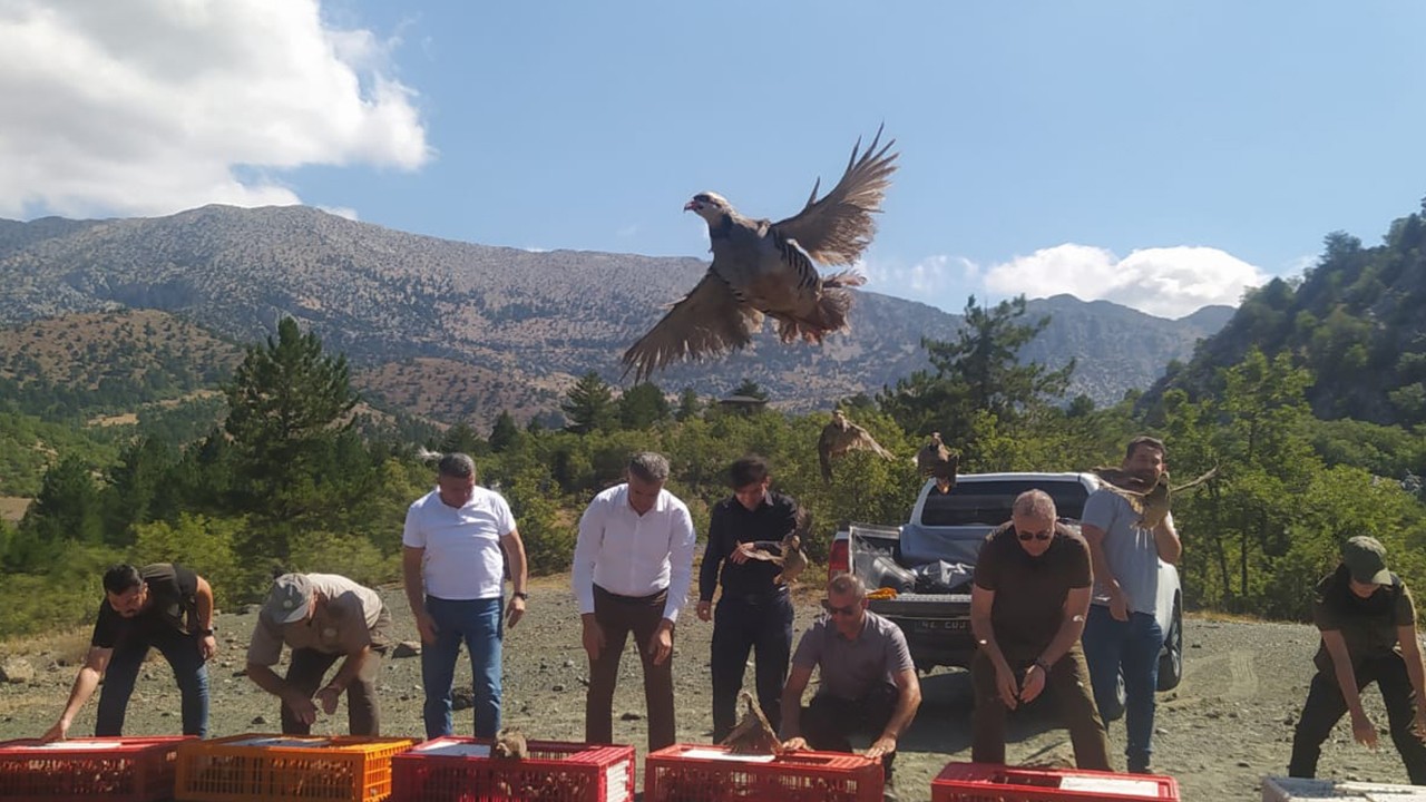 Derebucak'ta kınalı keklikler doğayla buluşturuldu