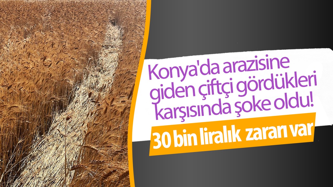 Konya'da arazisine giden çiftçi gördükleri karşısında şoke oldu! 30 bin liralık  zararı var