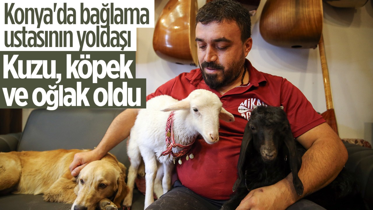 Konya’da bağlama ustasının yoldaşı kuzu, köpek ve oğlak oldu