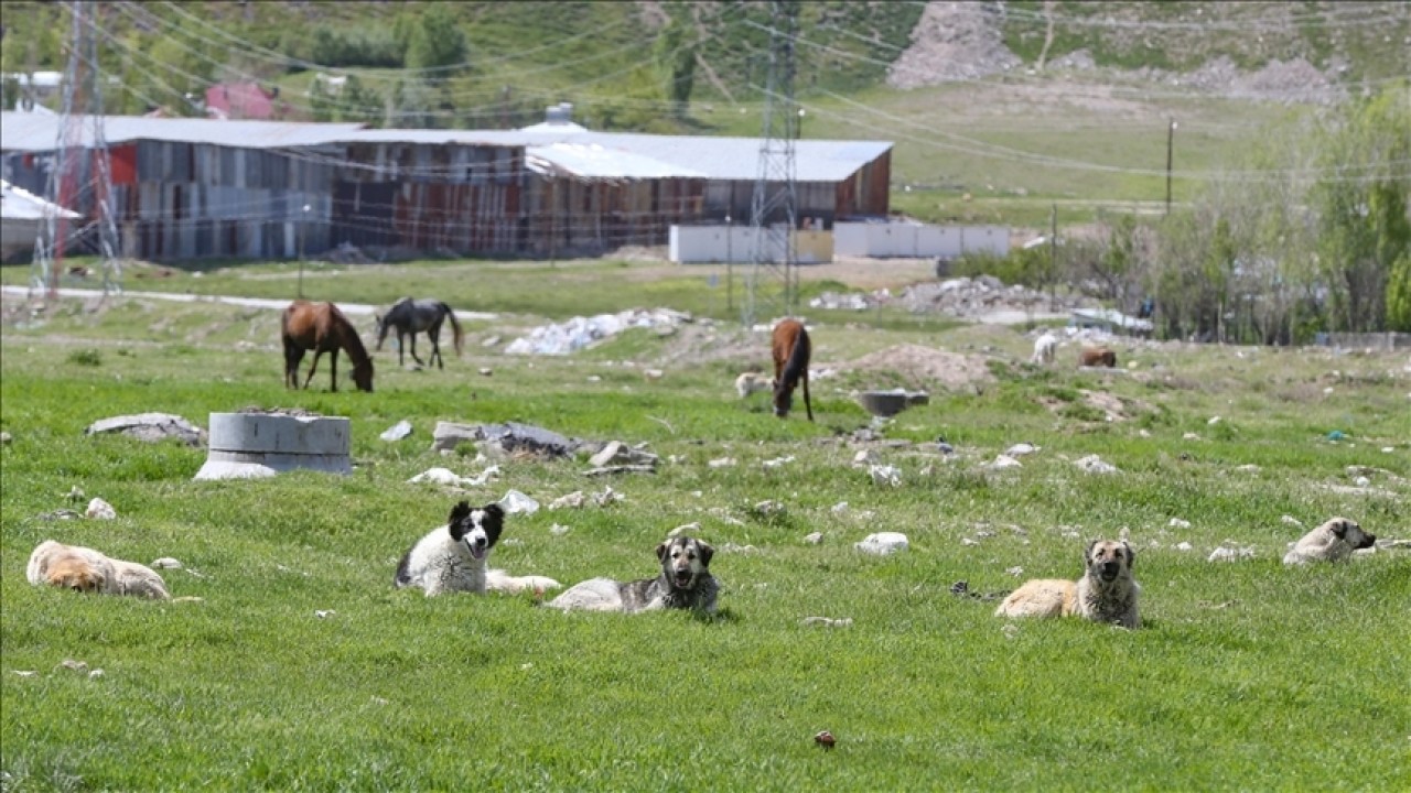 Meclis Başkanlığına sunulan düzenlemeyle sahipsiz hayvan popülasyonu kontrol altına alınacak