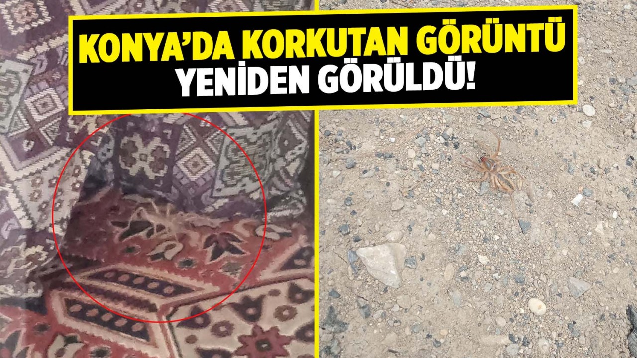 Konya'da korkutan görüntü! 'sarı kız örümceği' yeniden görüldü