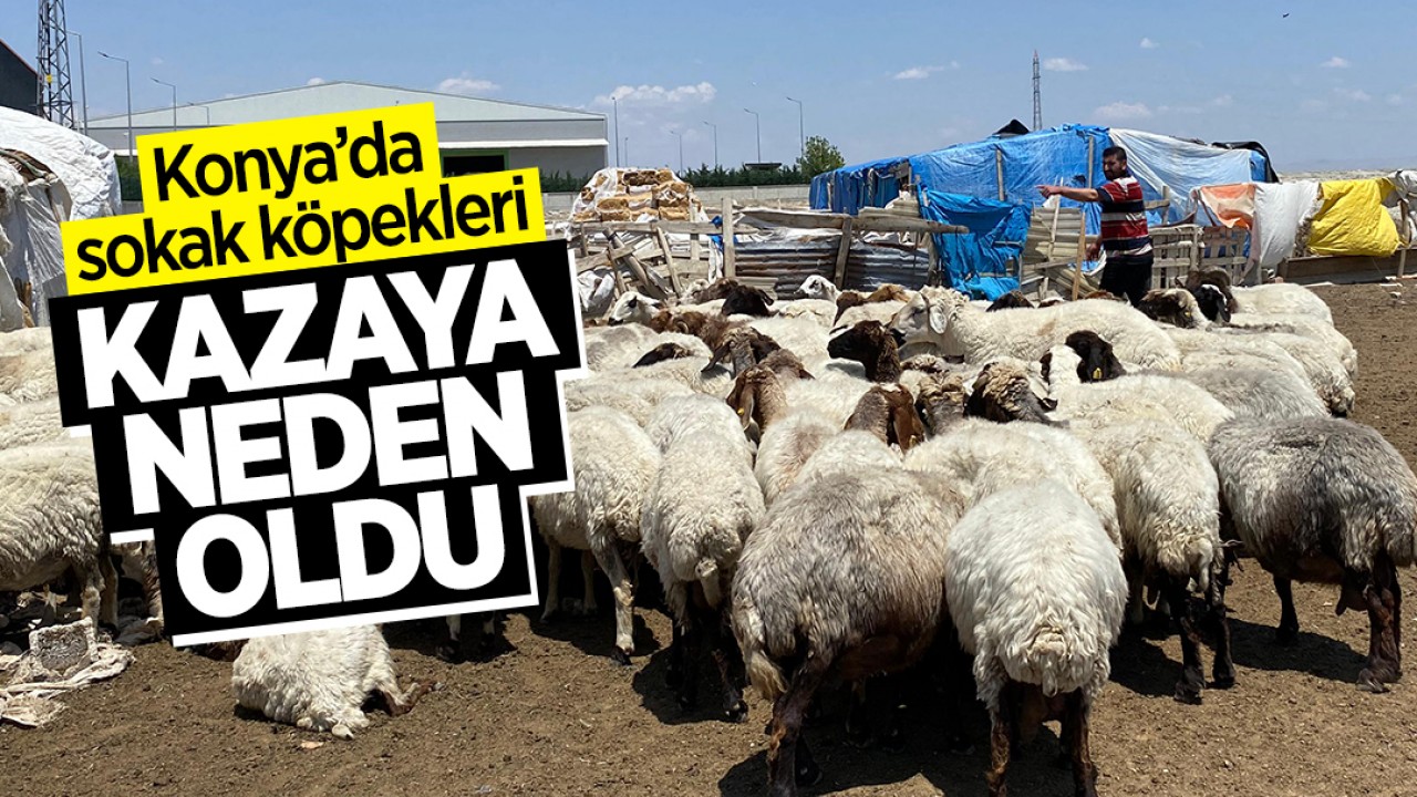 Konya’da sokak köpekleri kazaya neden oldu