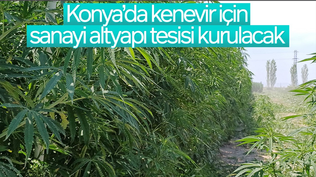 Konya’da kenevir için sanayi altyapı tesisi kurulacak