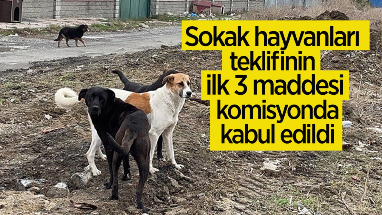 Sokak hayvanları teklifinin ilk 3 maddesi komisyonda kabul edildi