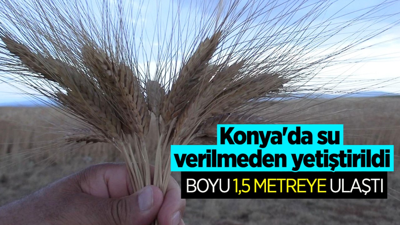 Konya’da su verilmeden yetiştirildi: Boyu 1,5 metreye ulaştı
