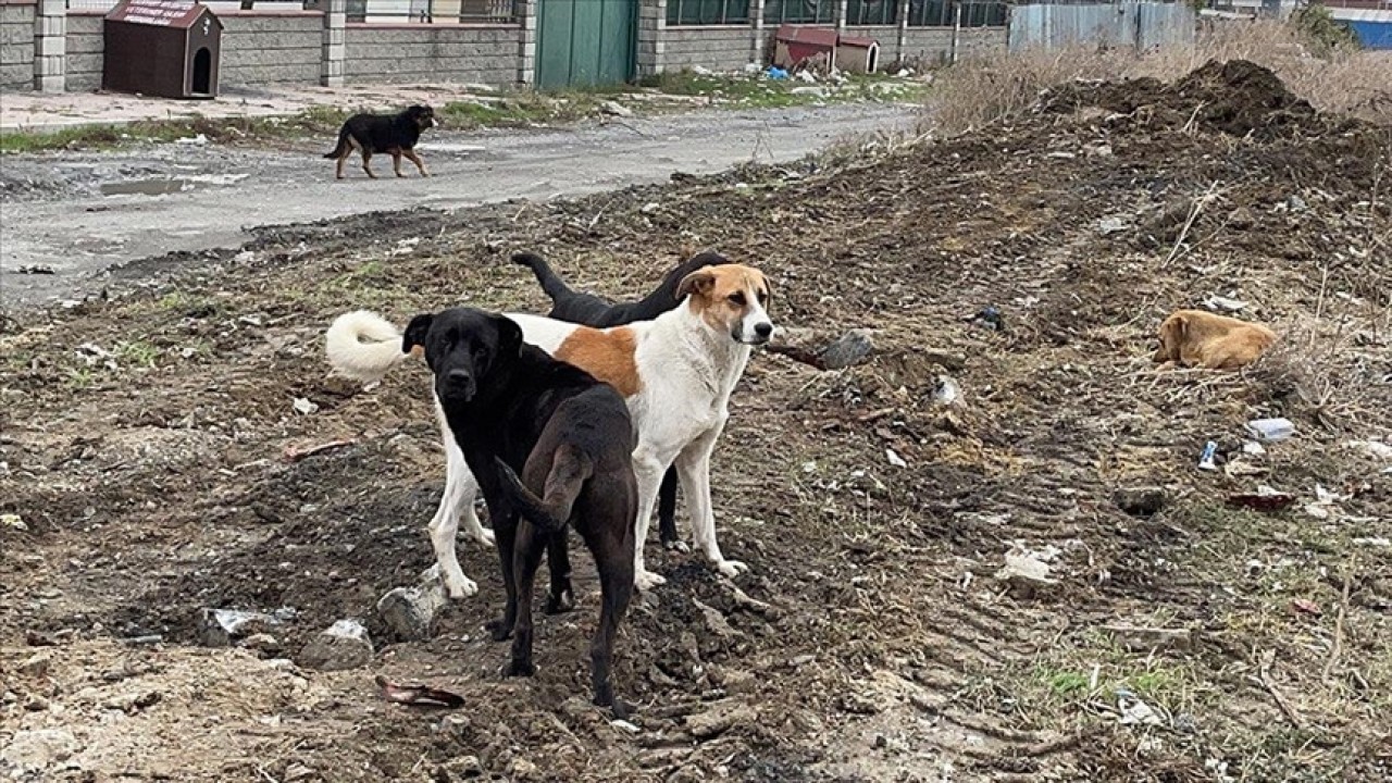 Sokak hayvanları yasa tasarısından ’ötanazi’ kelimesi çıkarılıyor