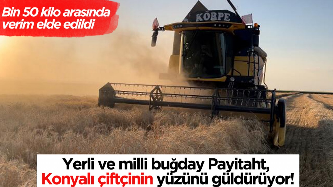 Yerli ve milli buğday Payitaht, Konyalı çiftçinin yüzünü güldürüyor! Bin 50 kilo arasında verim elde edildi