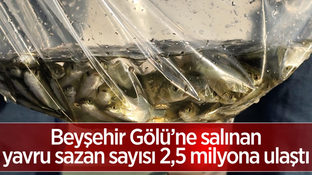 Beyşehir Gölü’ne salınan yavru sazan sayısı 2,5 milyona ulaştı