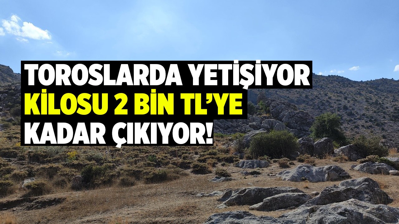 Toroslarda yetişiyor kilosu 2 bin TL’ye kadar çıkıyor