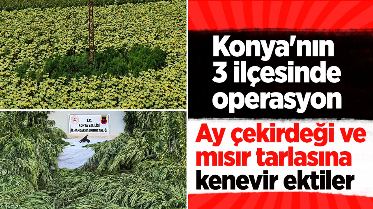 Konya'nın 3 ilçesinde operasyon: Ay çekirdeği ve mısır tarlasına kenevir ektiler