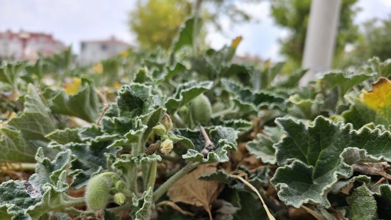 Konya’da kendi kendine yetişiyor! Canını seven uzak dursun