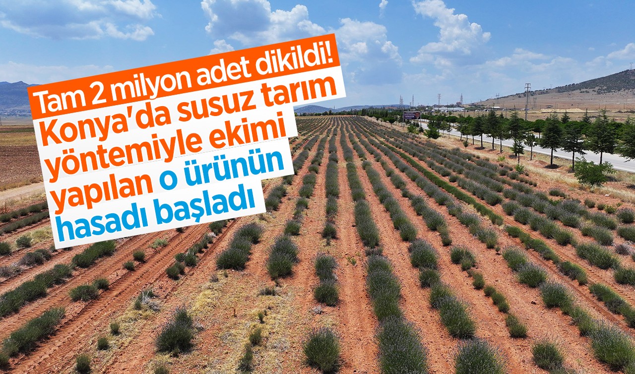 Tam 2 milyon adet dikildi! Konya'da susuz tarım yöntemiyle ekimi yapılan o ürünün hasadı başladı