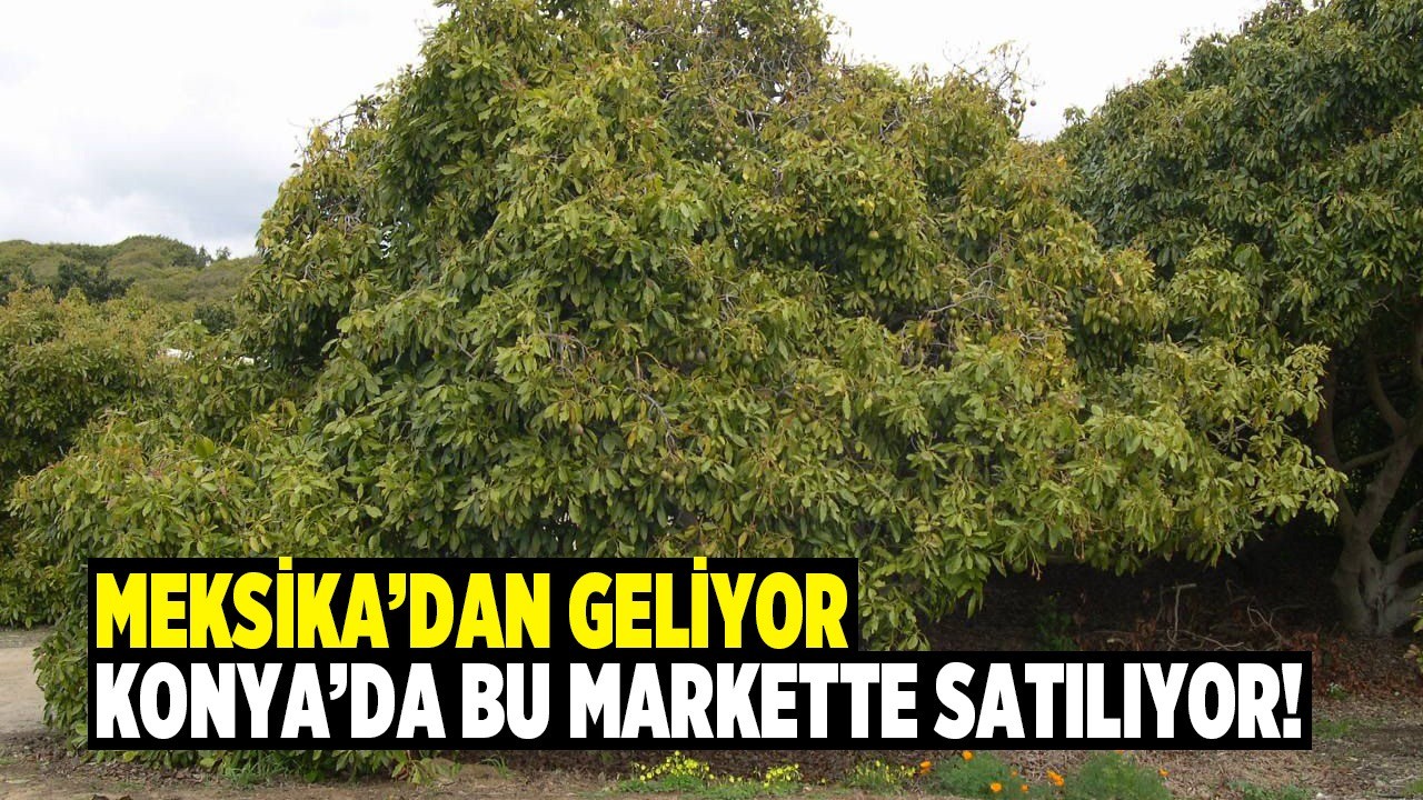 Konya’daki bu markette satılıyor! Meksika’dan geliyor