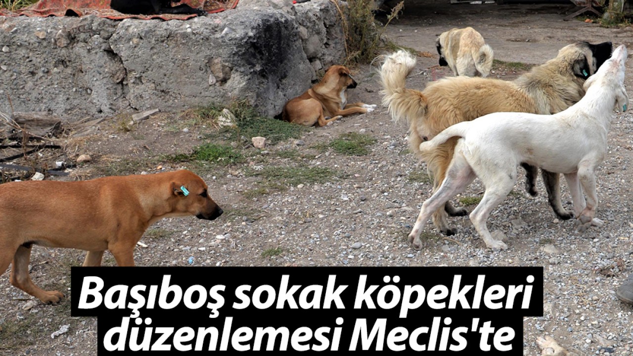 Başıboş sokak köpekleri düzenlemesi Meclis’te