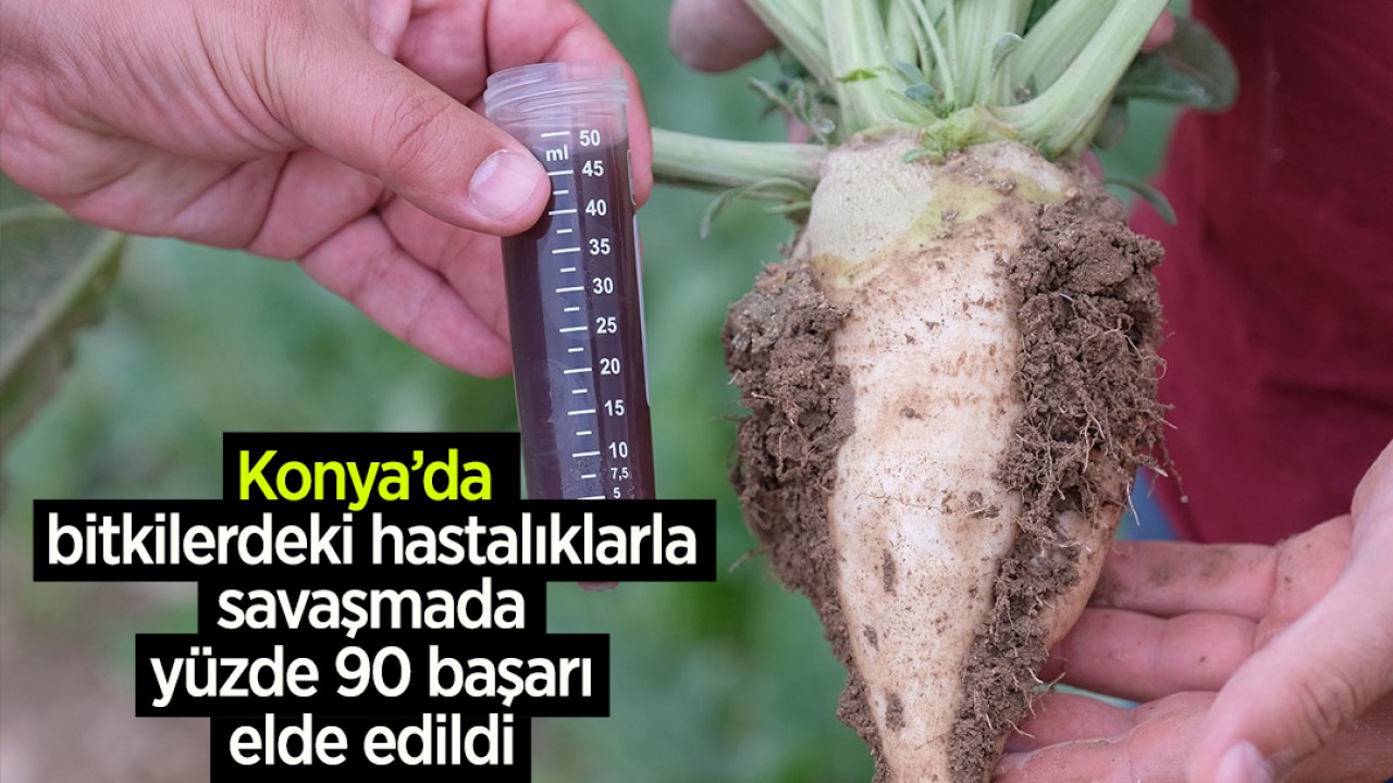 Konya’da bitkilerdeki hastalıklarla savaşmada yüzde 90 başarı elde edildi