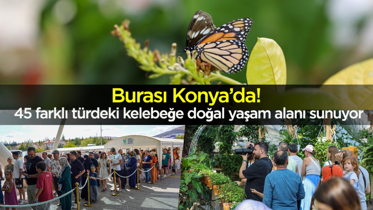 Burası Konya’da! 45 farklı türdeki kelebeğe doğal yaşam alanı sunuyor