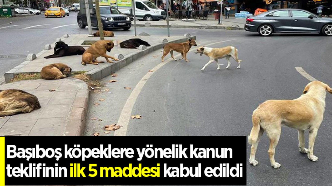 Başıboş köpeklere yönelik kanun teklifinin ilk 5 maddesi kabul edildi